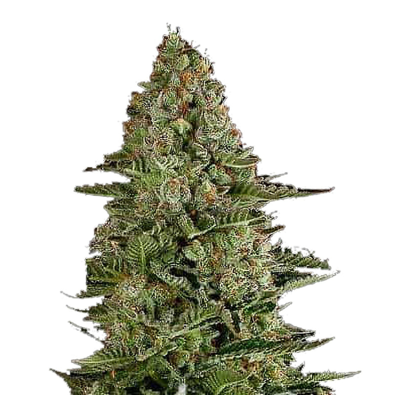 Semi di Cannabis