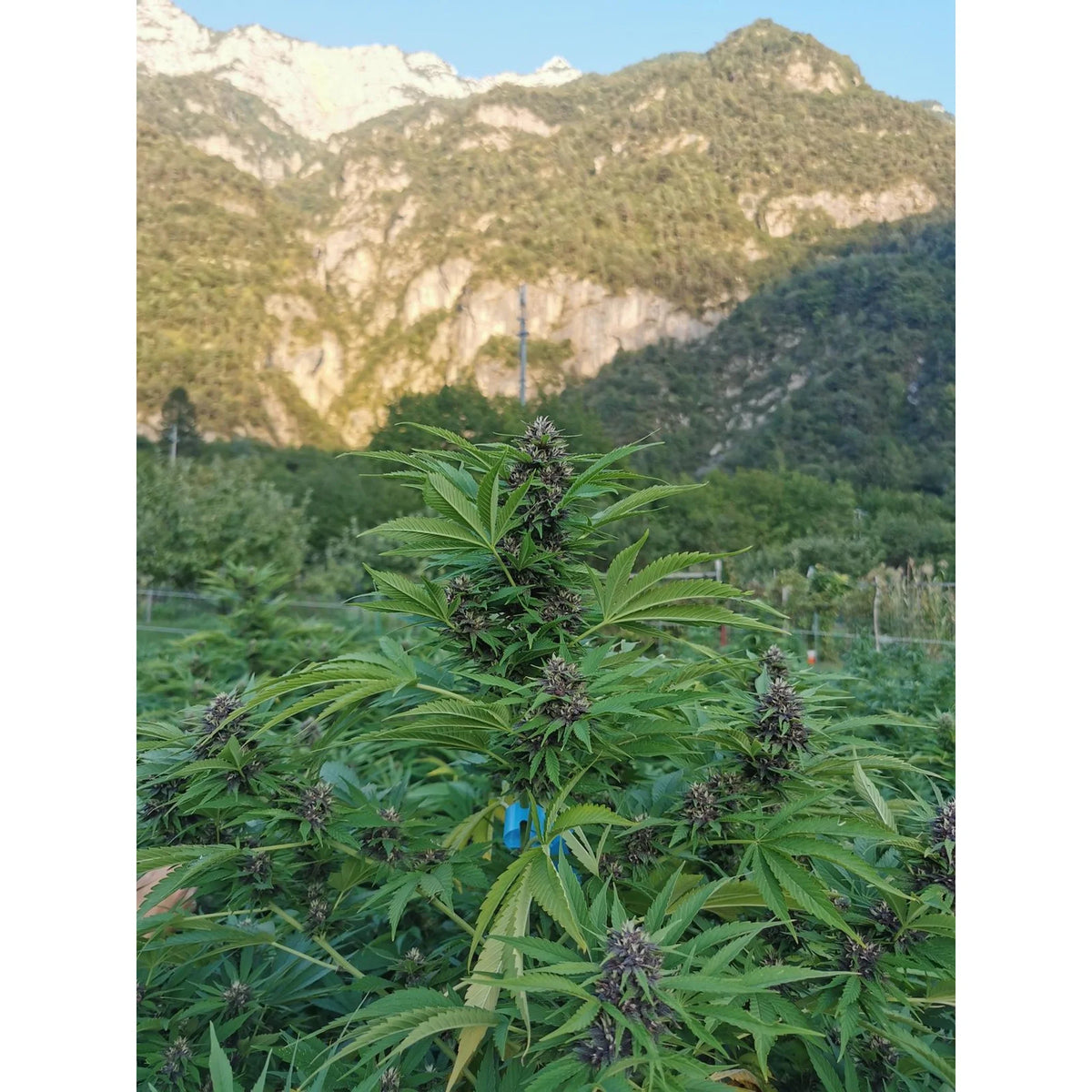 Cannabis Light delle Dolomiti: Perché il "Terroir" Rende i Nostri Fiori Unici