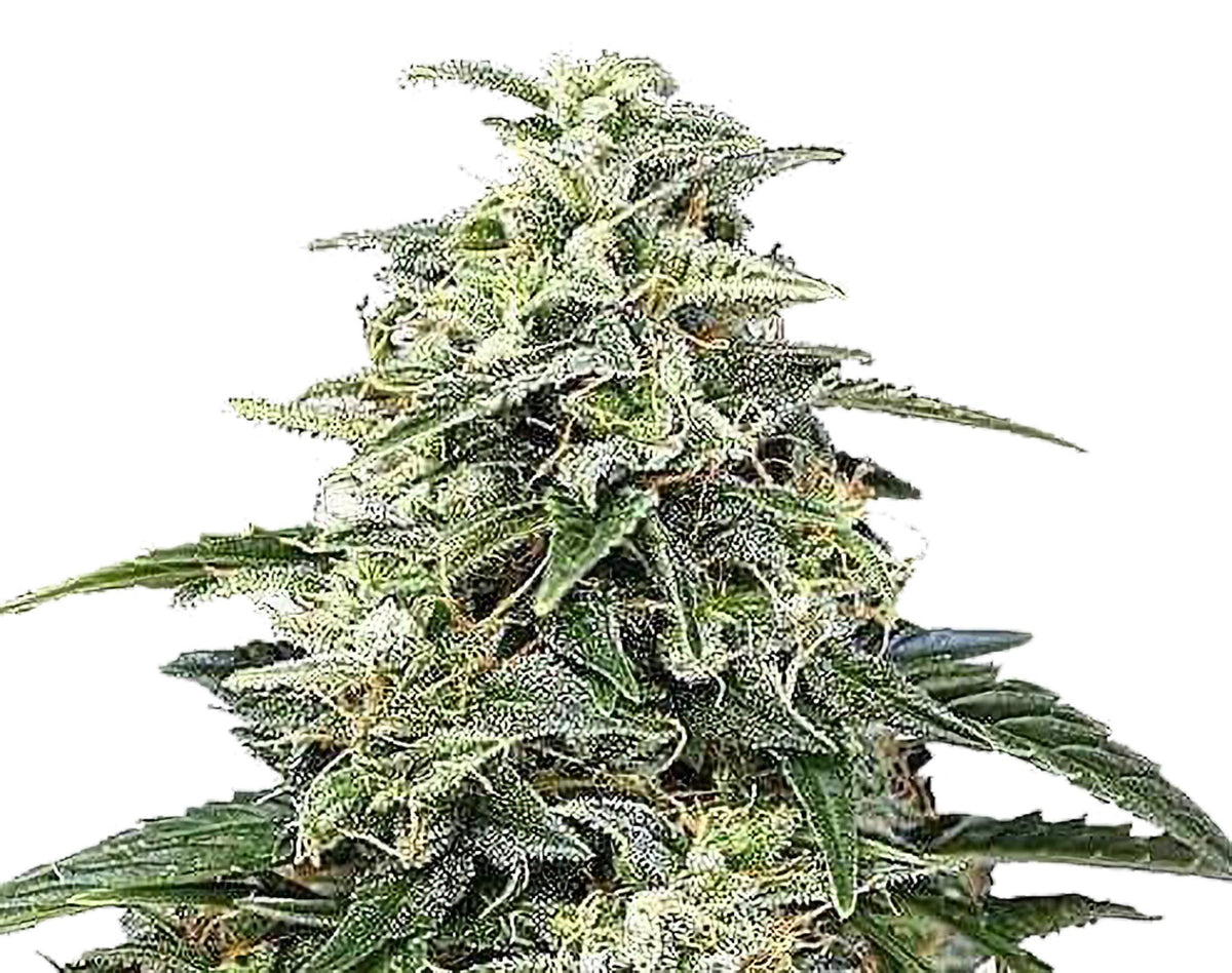 Semi di cannabis autofiorenti Amnesia Auto - 3 Semi