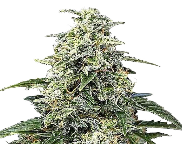 Semi di cannabis autofiorenti Amnesia Auto - 3 Semi
