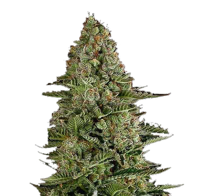 Semi di Cannabis autofiorenti Gorilla Auto - 3 Semi