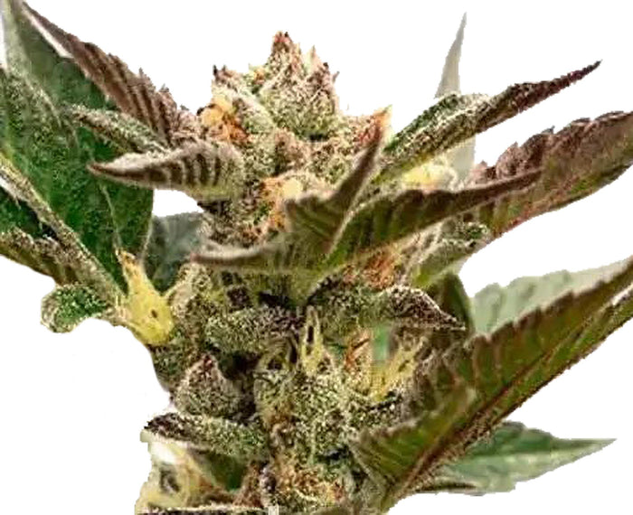 Semi di Cannabis Autofiorenti Online Grapefruit - 3 Semi