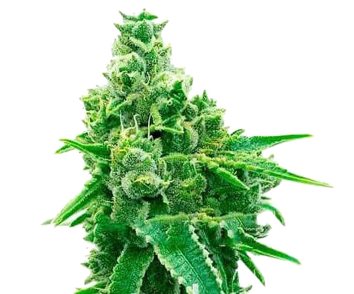 Semi di Cannabis Autofiorenti N.Y. DIESEL - 3 Semi