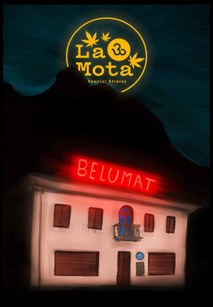 Cannabis Light Legale Belumat - 2 gr La Mota CBD