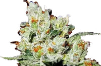 Semi di Cannabis Autofiorenti OG Kush - 3 semi