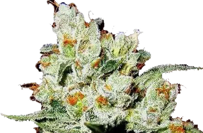 Semi di Cannabis Autofiorenti OG Kush - 3 semi