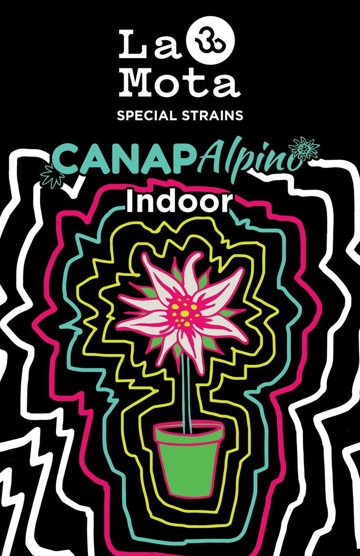 Canapalpino 2g - Cannabis Light Indoor Dolce | La Mota CBD