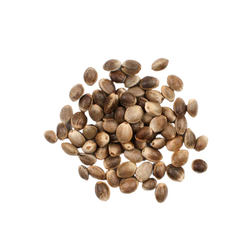 Semi di cannabis autofiorenti Amnesia Auto - 3 Semi