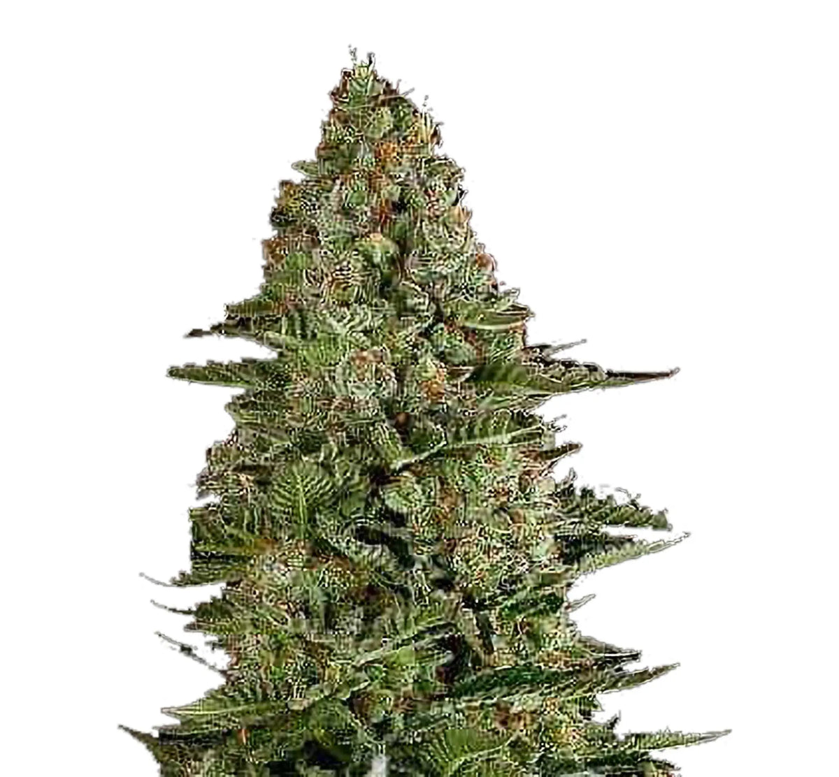 Semi di Cannabis autofiorenti Gorilla Auto - 1 Seme La Mota CBD