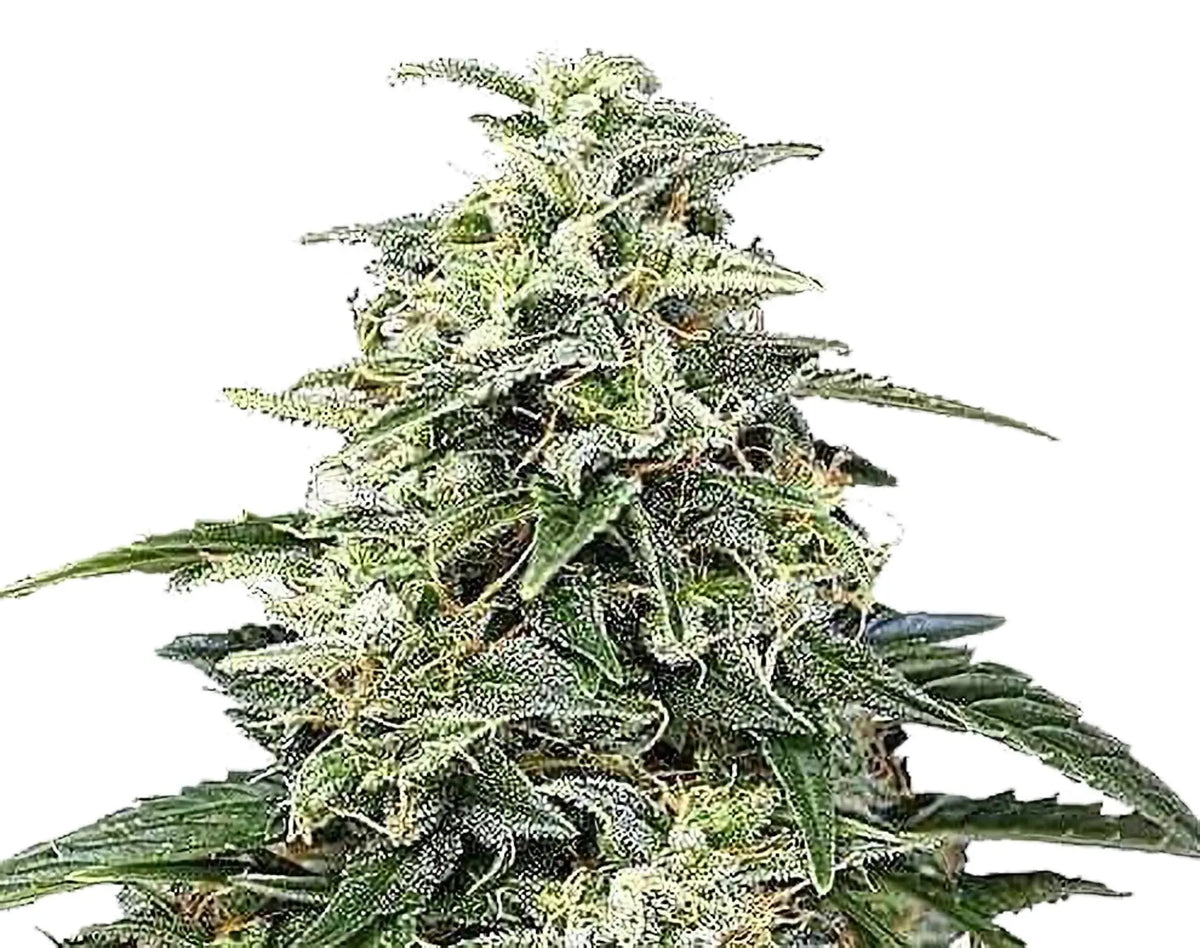 Semi di cannabis autofiorenti Amnesia Auto - 1 Seme La Mota CBD