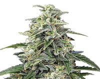 Semi di cannabis autofiorenti Amnesia Auto - 1 Seme La Mota CBD